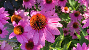 Echinacea